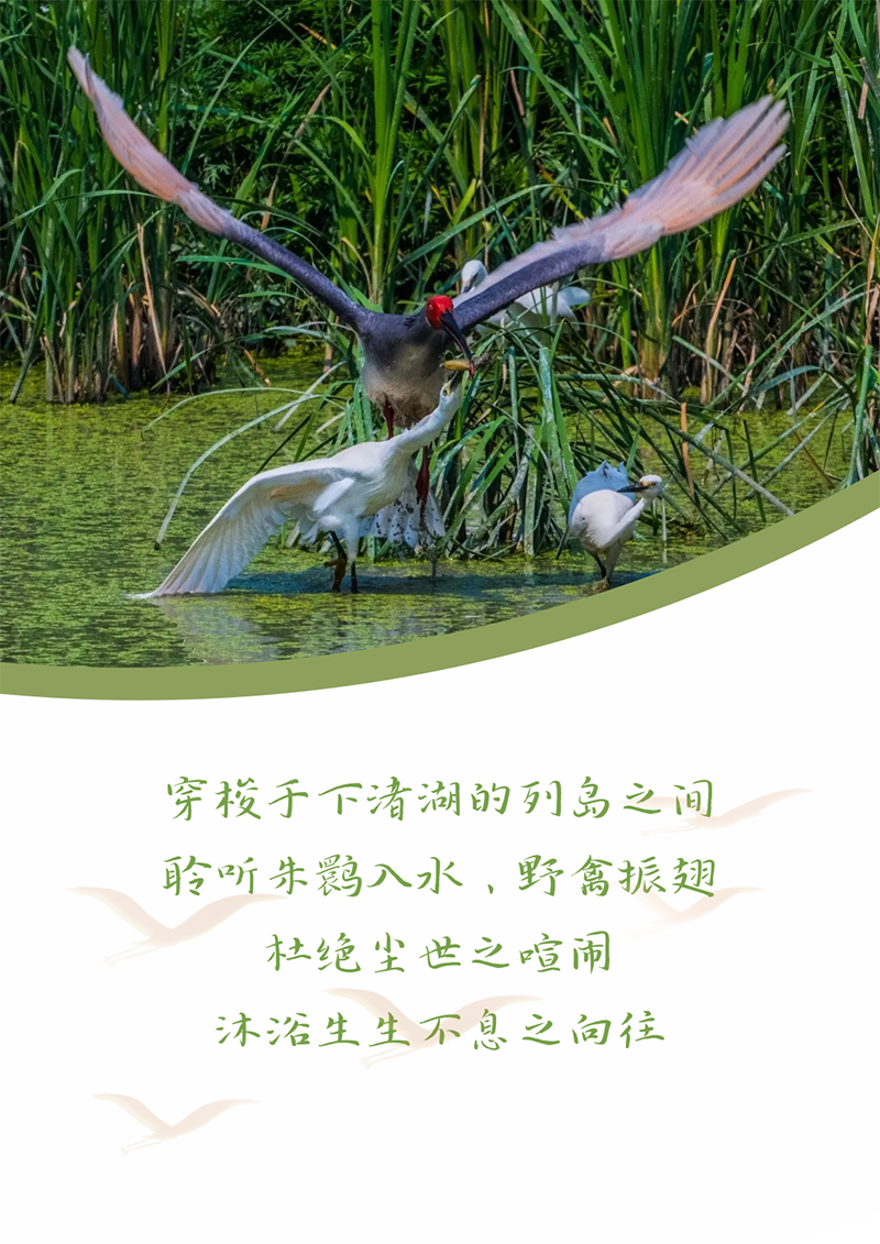 心心念廿 相伴加拿大pc28预测 | 与德清相约 贺廿载诞辰